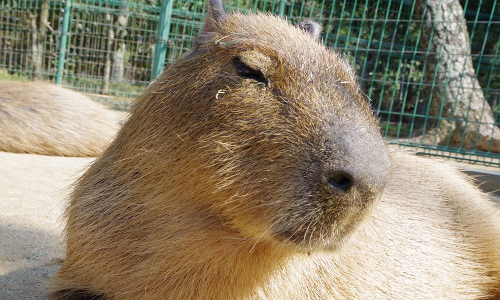那須どうぶつ王国 2