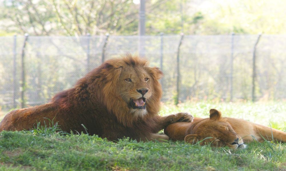 宇都宮ホテル丸治　観光地　那須サファリパーク　那須高原