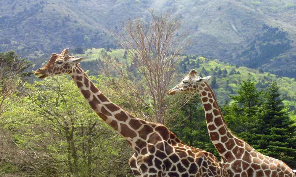 栃木　ホテル丸治　観光地　那須サファリパーク　那須高原　きりん