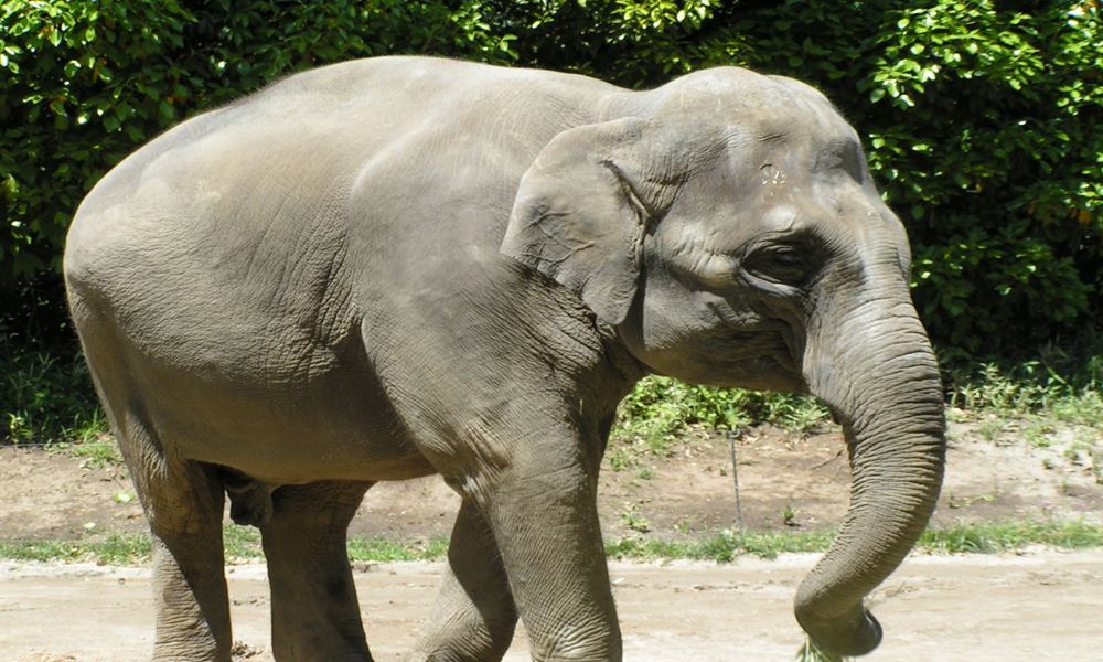 宇都宮ホテル丸治　観光地　サファリパーク　那須高原　ぞう