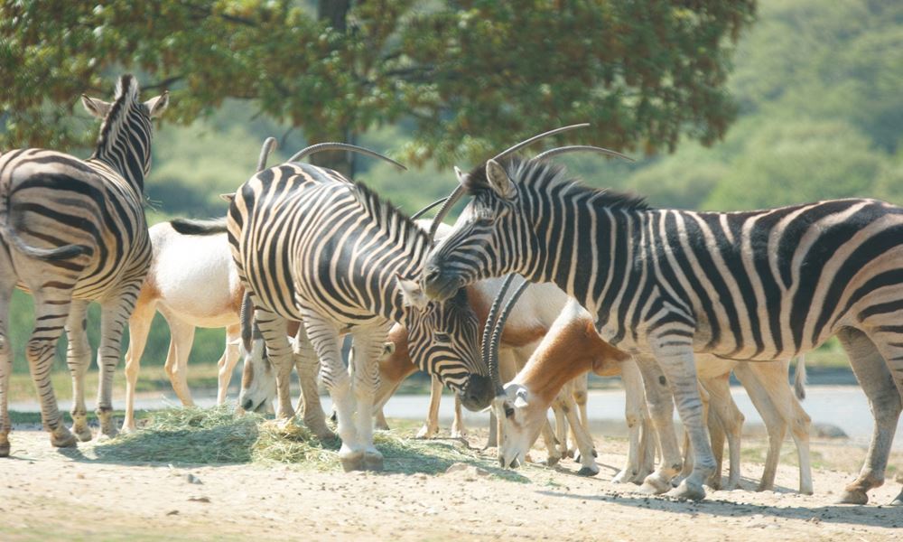 栃木宇都宮ホテル丸治　観光地　サファリパーク　那須高原　しまうま