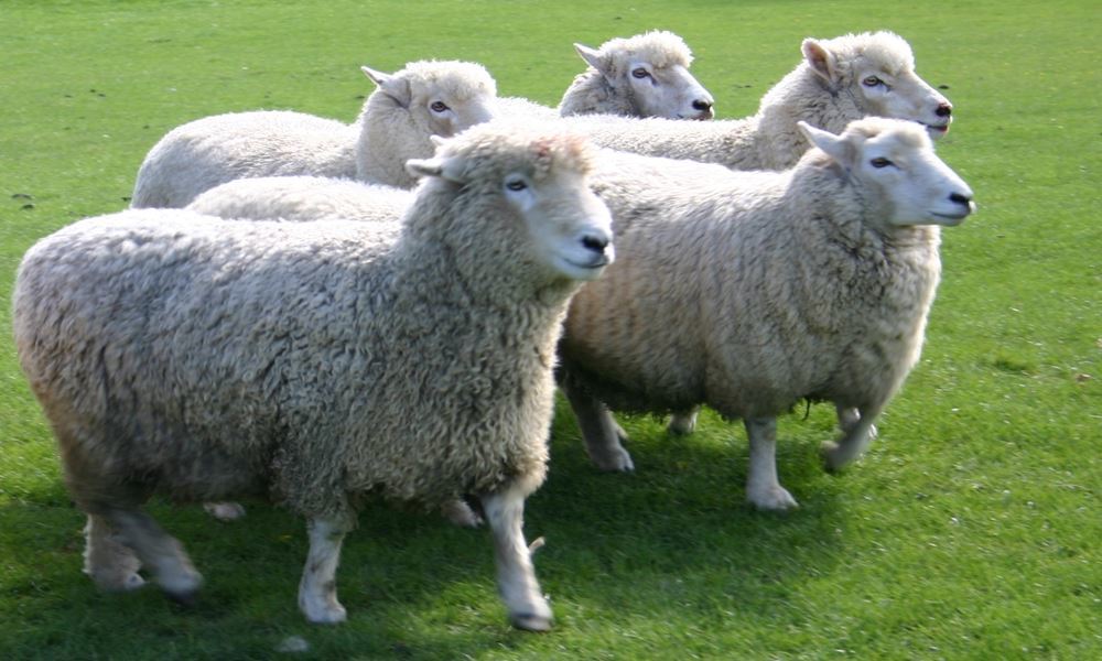 宇都宮ホテル丸治　観光地　那須りんどう湖　ひつじ