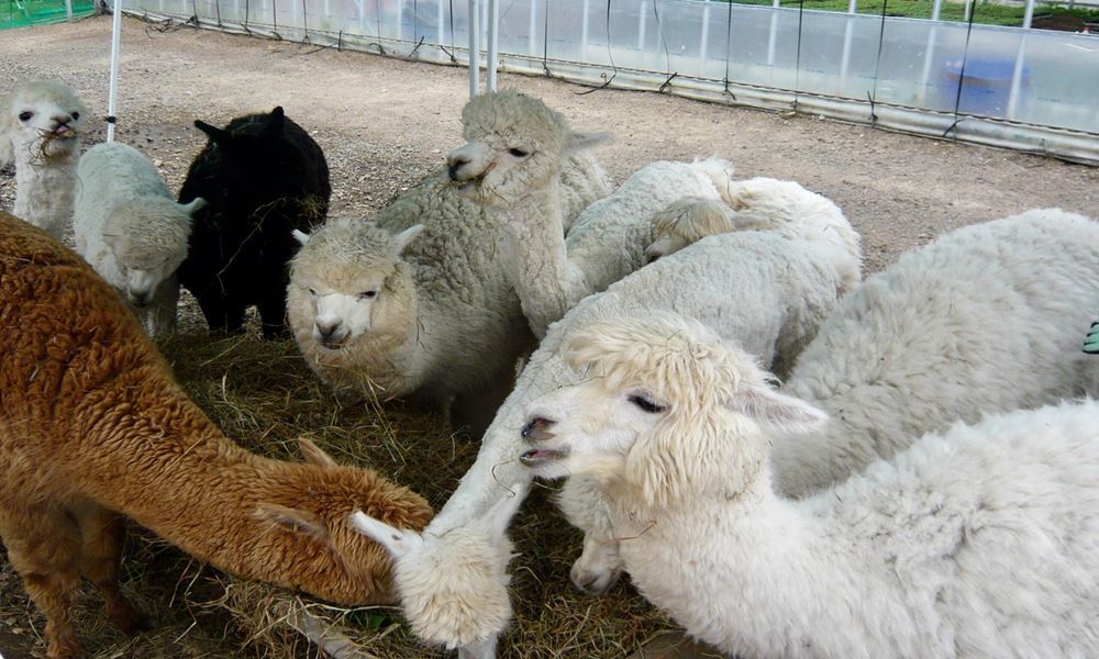 宇都宮　ホテル丸治　レイクビュー　ヤギ