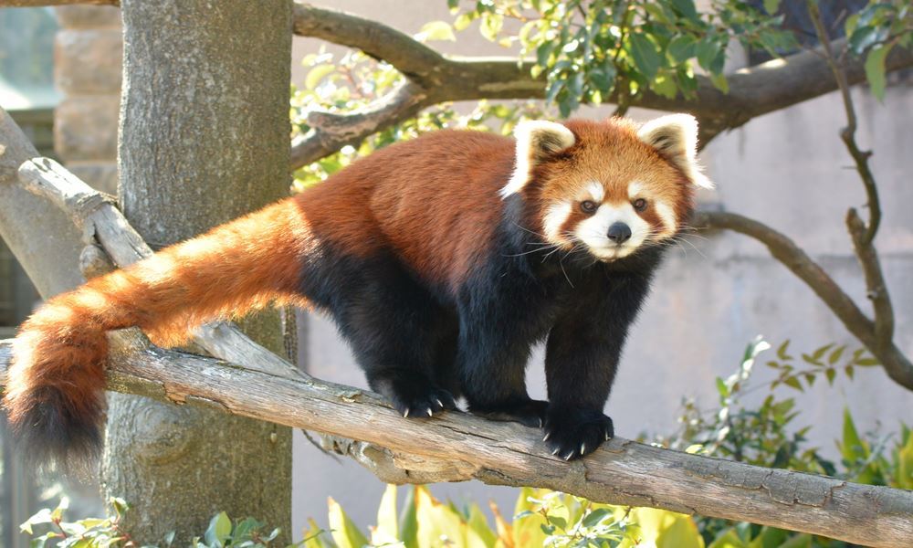 宇都宮ホテル丸治　観光地　那須どうぶつ王国　那須高原