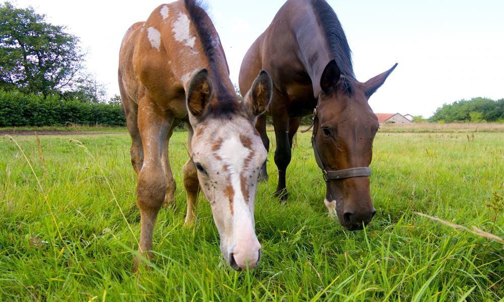 宇都宮ホテル丸治　観光地　南ヶ丘牧場　入場無料　那須　馬