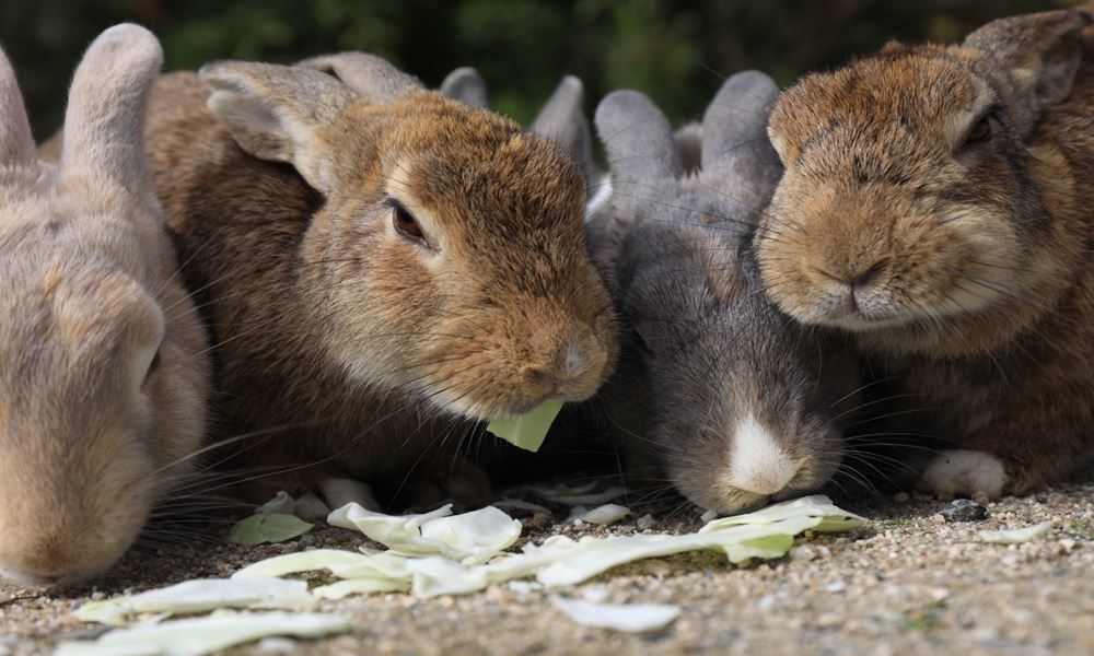 宇都宮ホテル丸治　観光地　南ヶ丘牧場　入場無料　那須高原　うさぎ　ファミリー