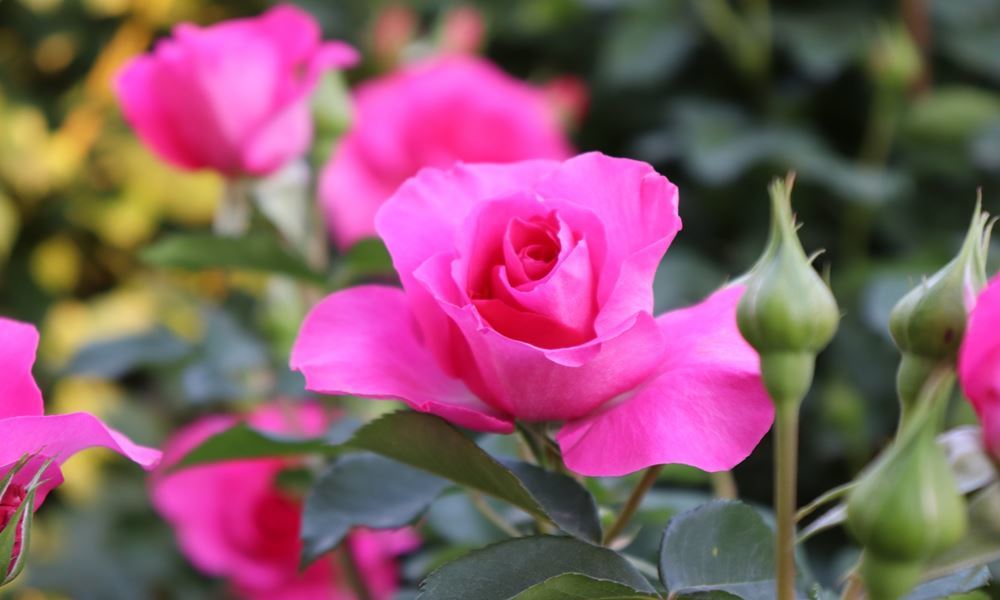 宇都宮ホテル丸治　観光地　あしかがフラワーパーク