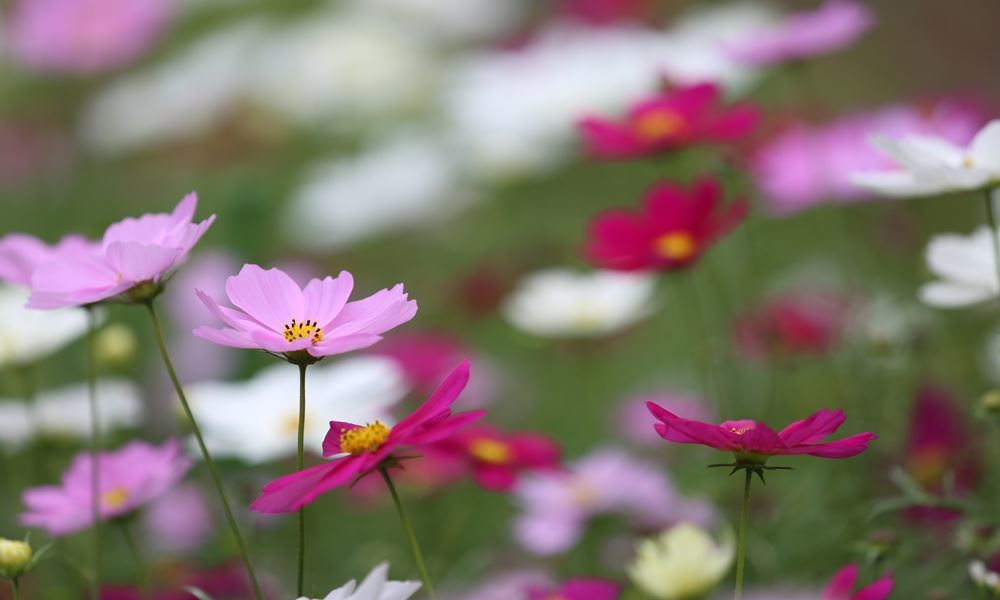 宇都宮ホテル丸治　観光地　あしかがフラワーパーク