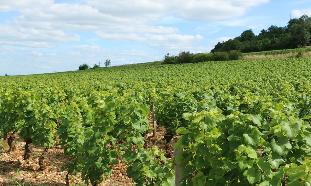 宇都宮ホテル丸治　観光地　ココファームワイナリー　ワイン