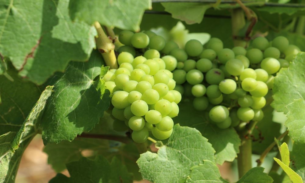 宇都宮ホテル丸治　観光地　ココファームワイナリー　ワイン