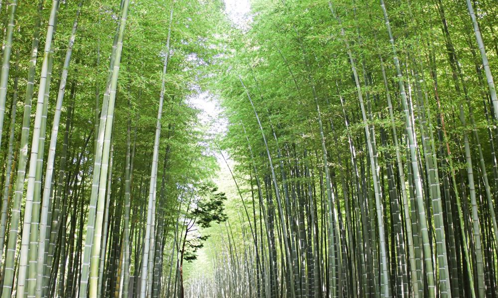 宇都宮ホテル丸治　観光地　若竹の杜