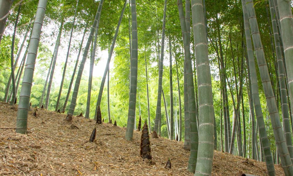 宇都宮ホテル丸治　観光地　若竹の杜